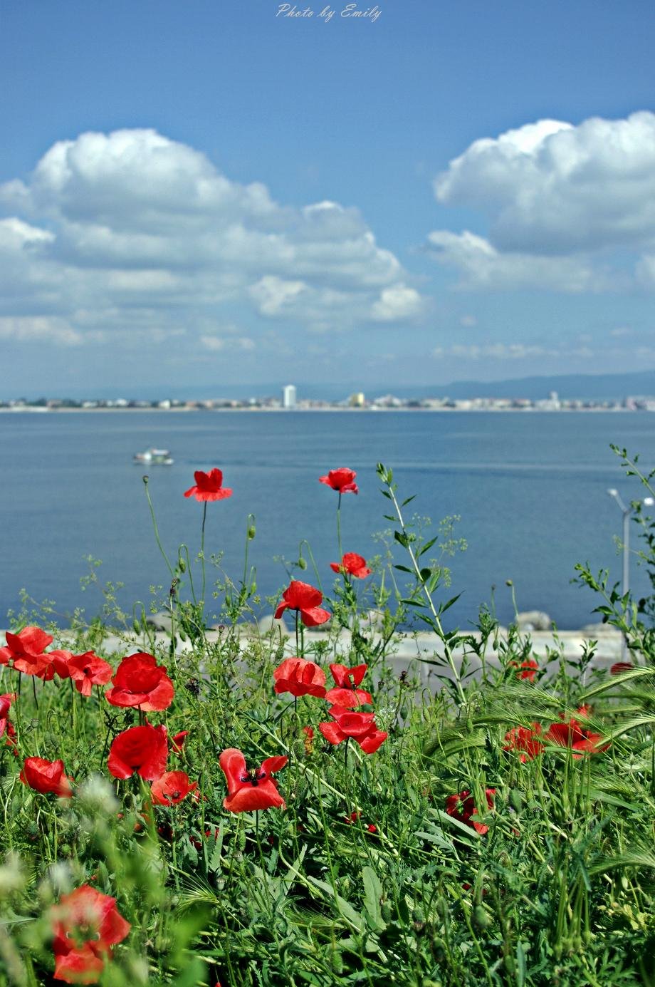 Море маков