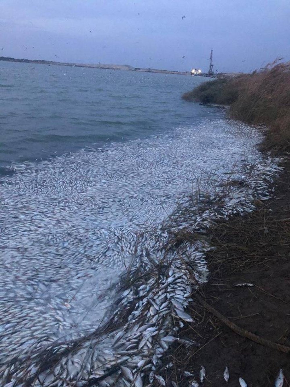 Днепровский Лиман черного моря