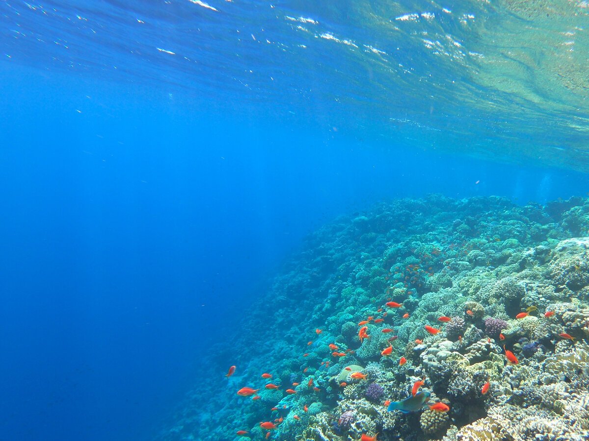 Красное море