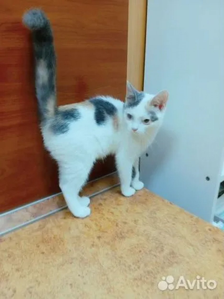 Ходячие скульптуры