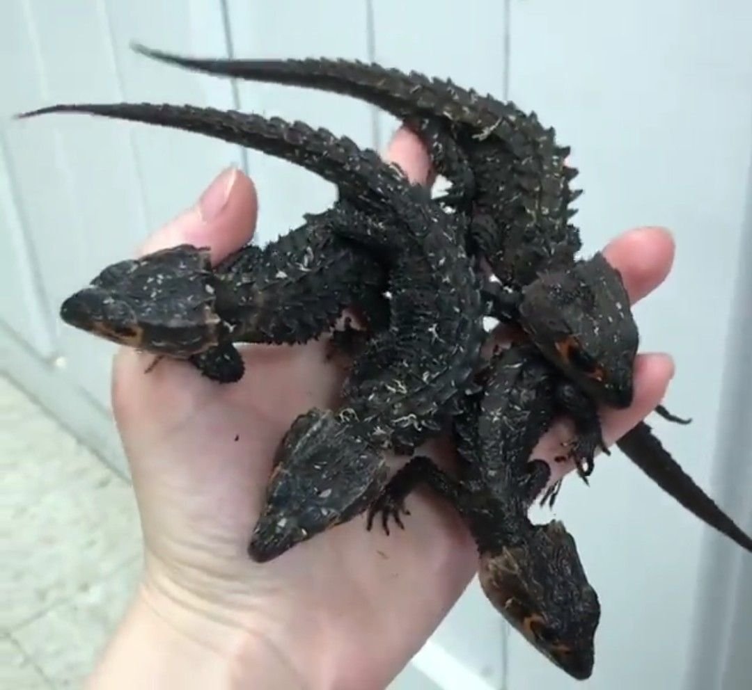 Варан черный дракон