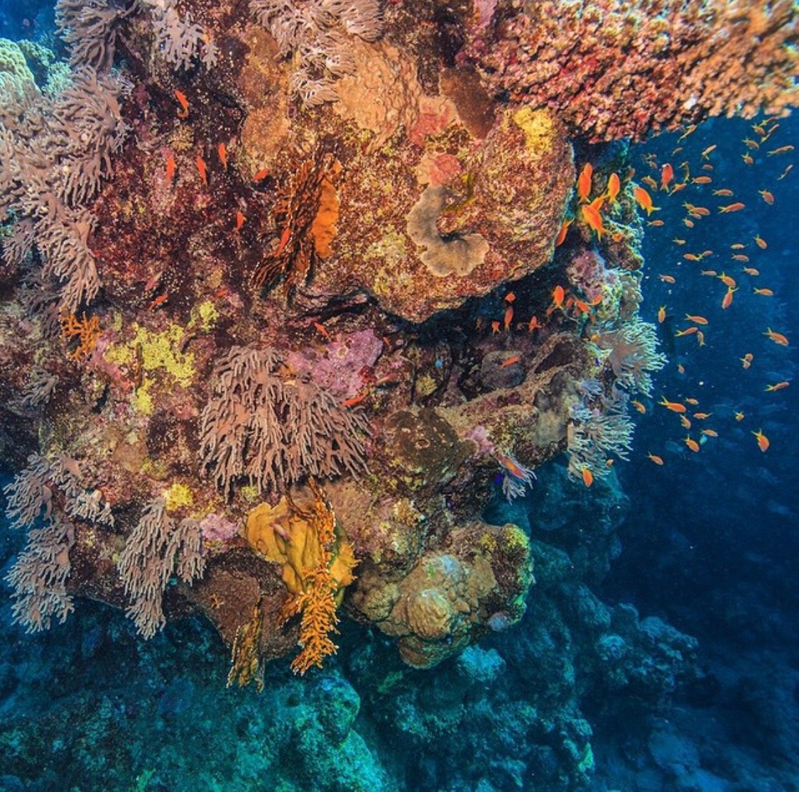 Красное море Египет