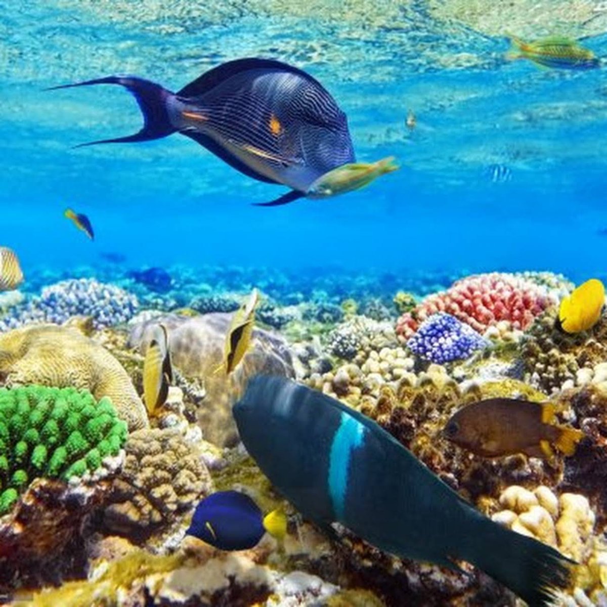 Египет снорклинг красное море