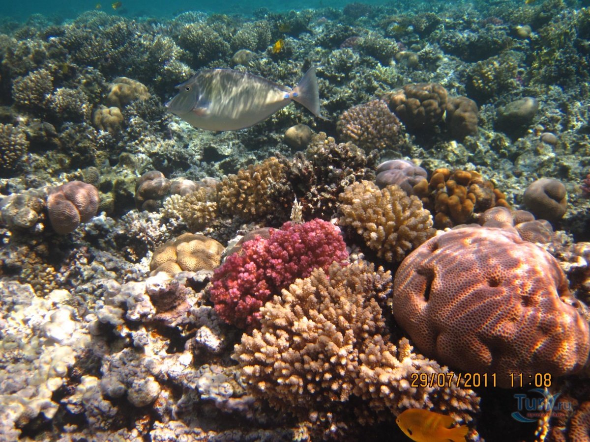Красное море риф Макади