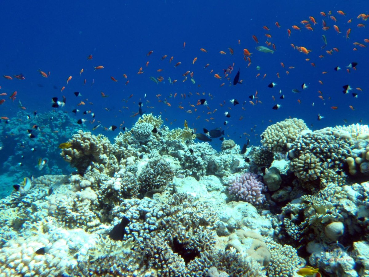 Краснодарский край красное море