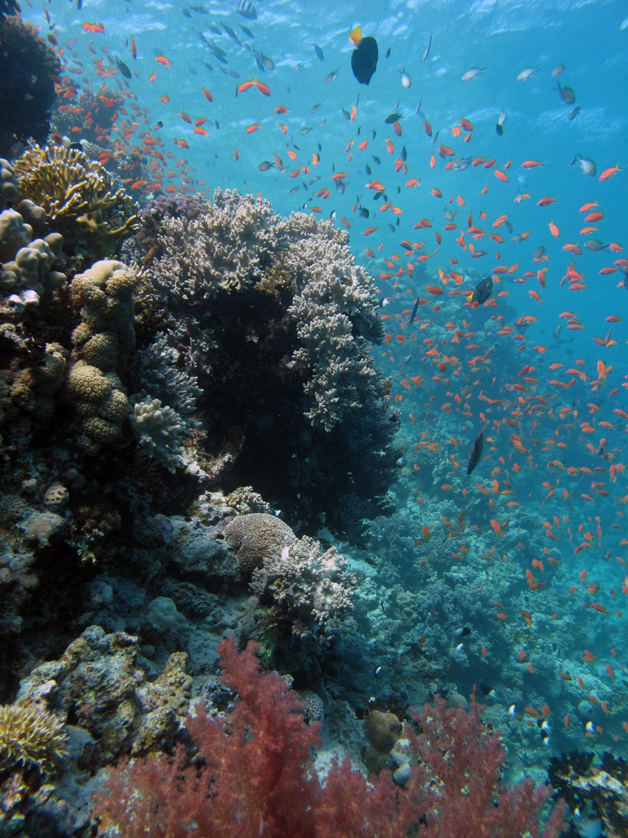 Красное море Хургада море