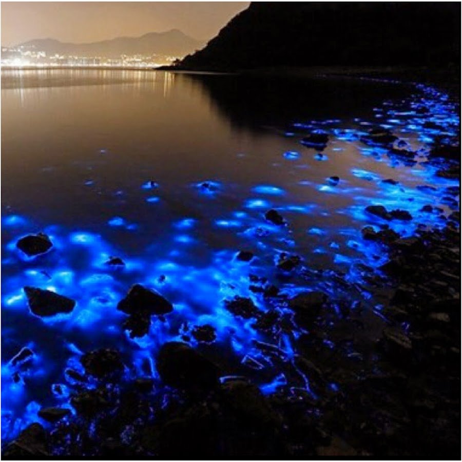 Noctiluca miliaris