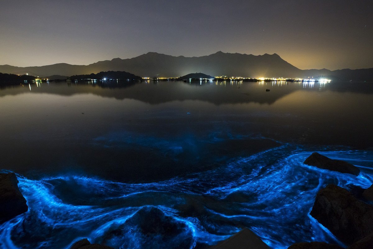 Водоросль ночесветка черное море