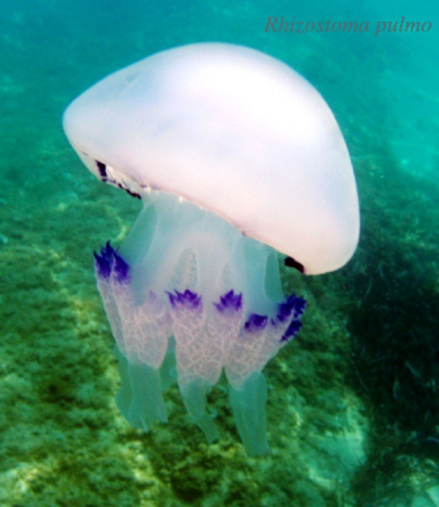 Корнерот (Rhizostoma Pulmo)