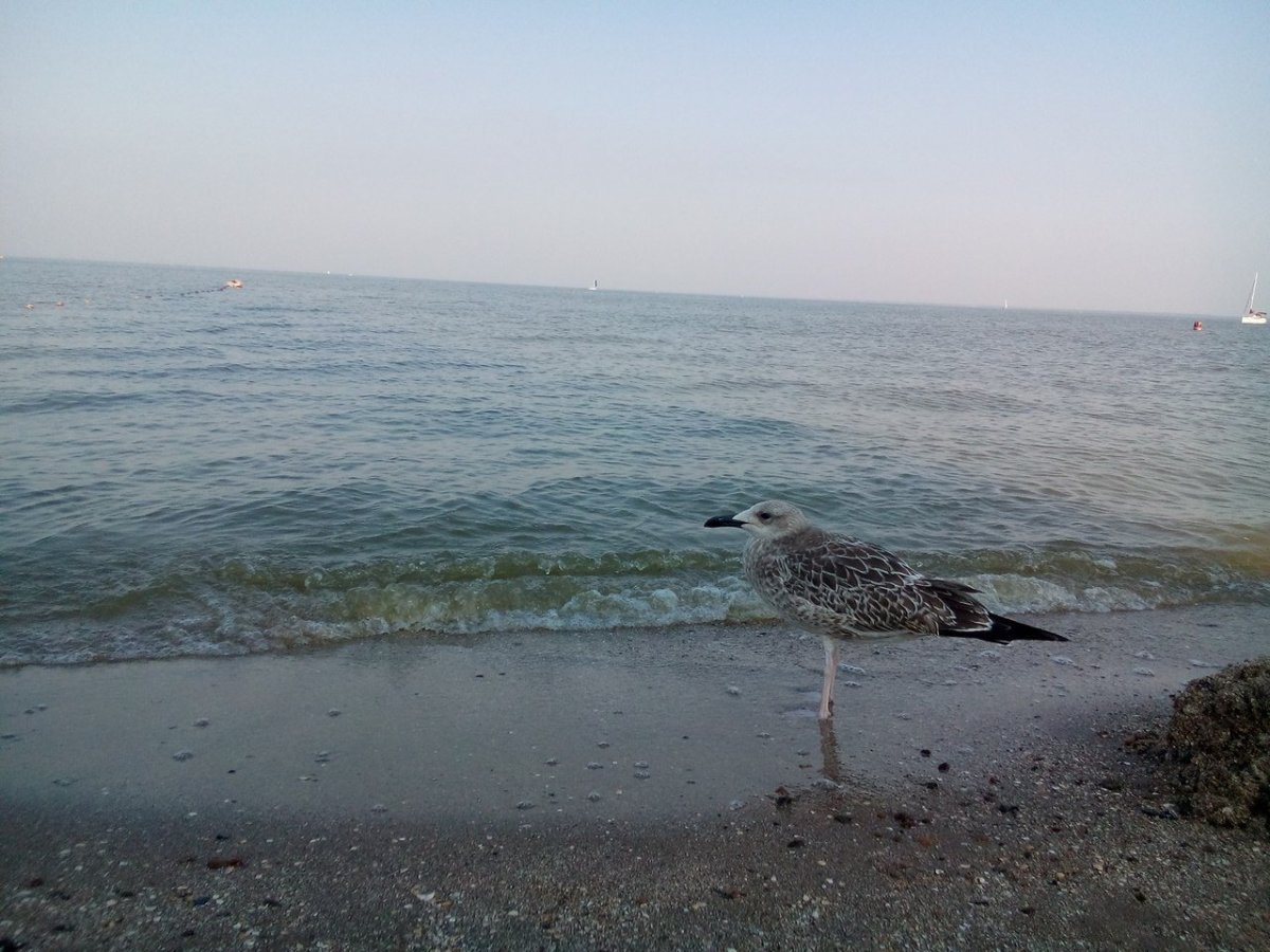 Азовское море живность