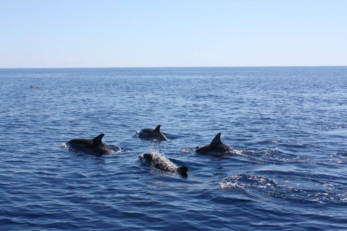 Дельфина в Азовском море