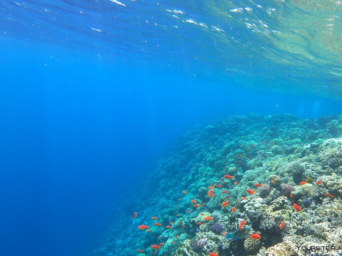 Красное море