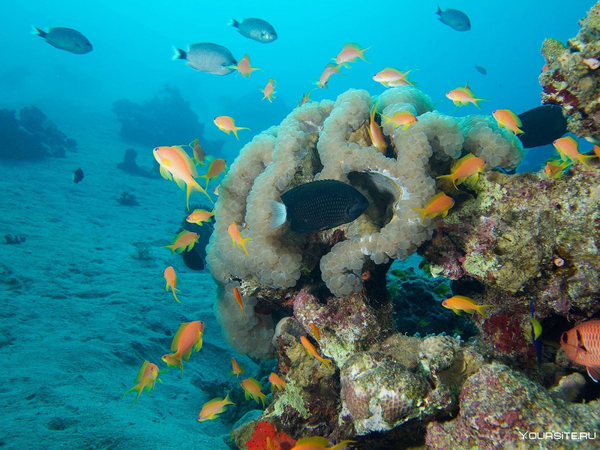 Красное море Акаба
