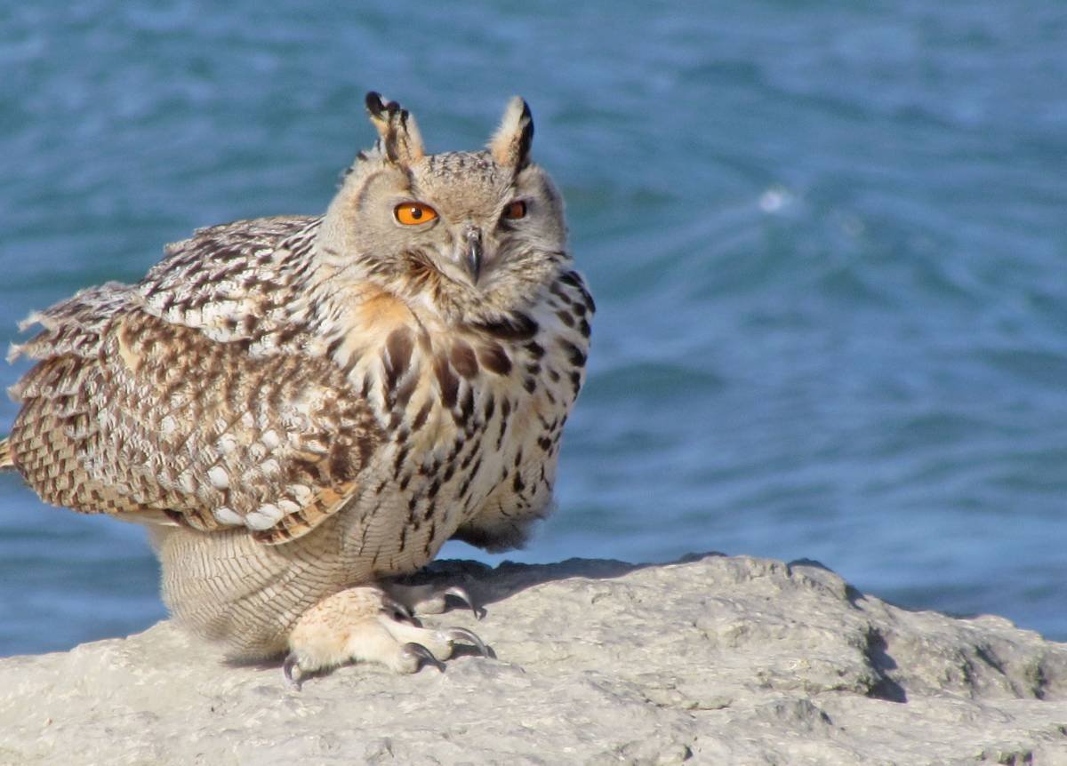 Филин Bubo Bubo