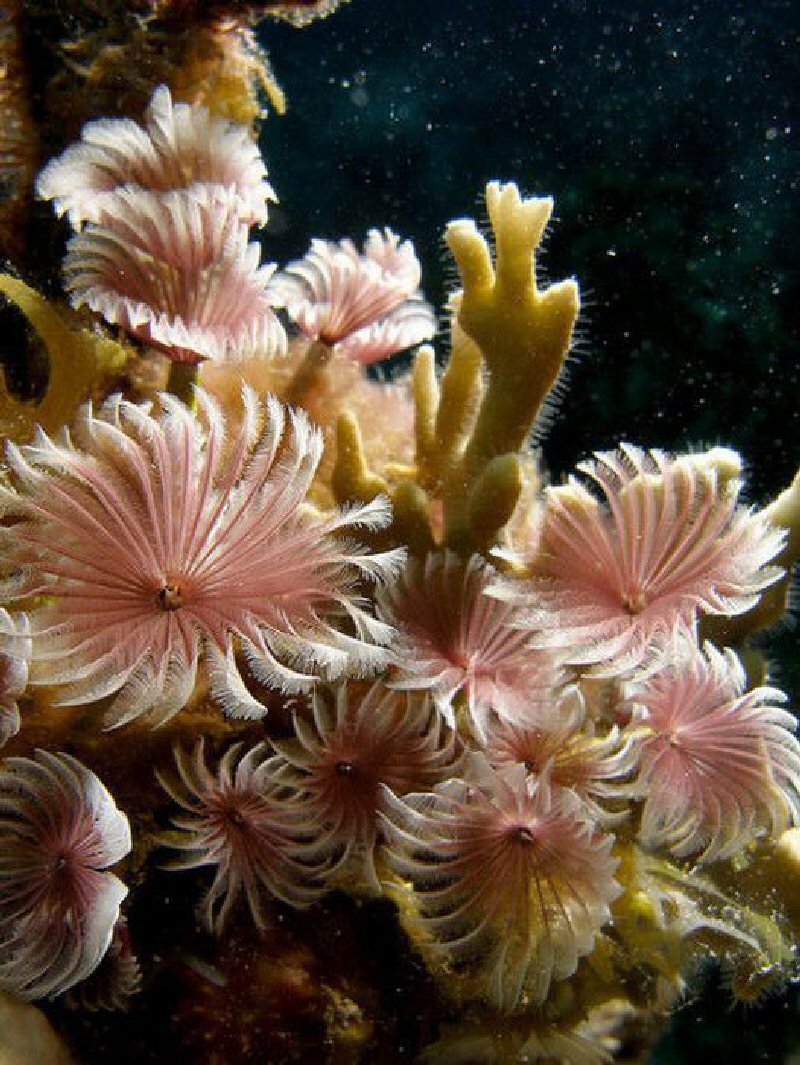 Морские водоросли актинии
