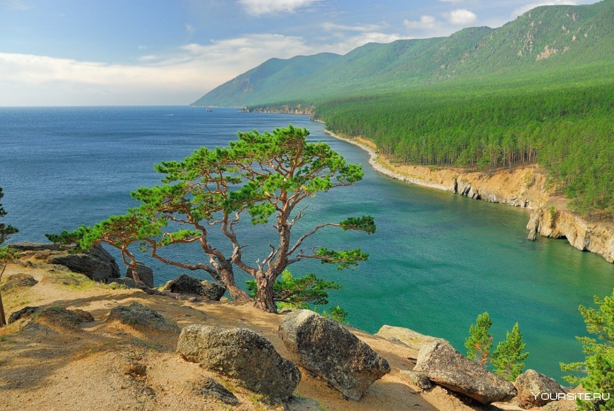 Байкал, бухта Песчаная, кедр жизни
