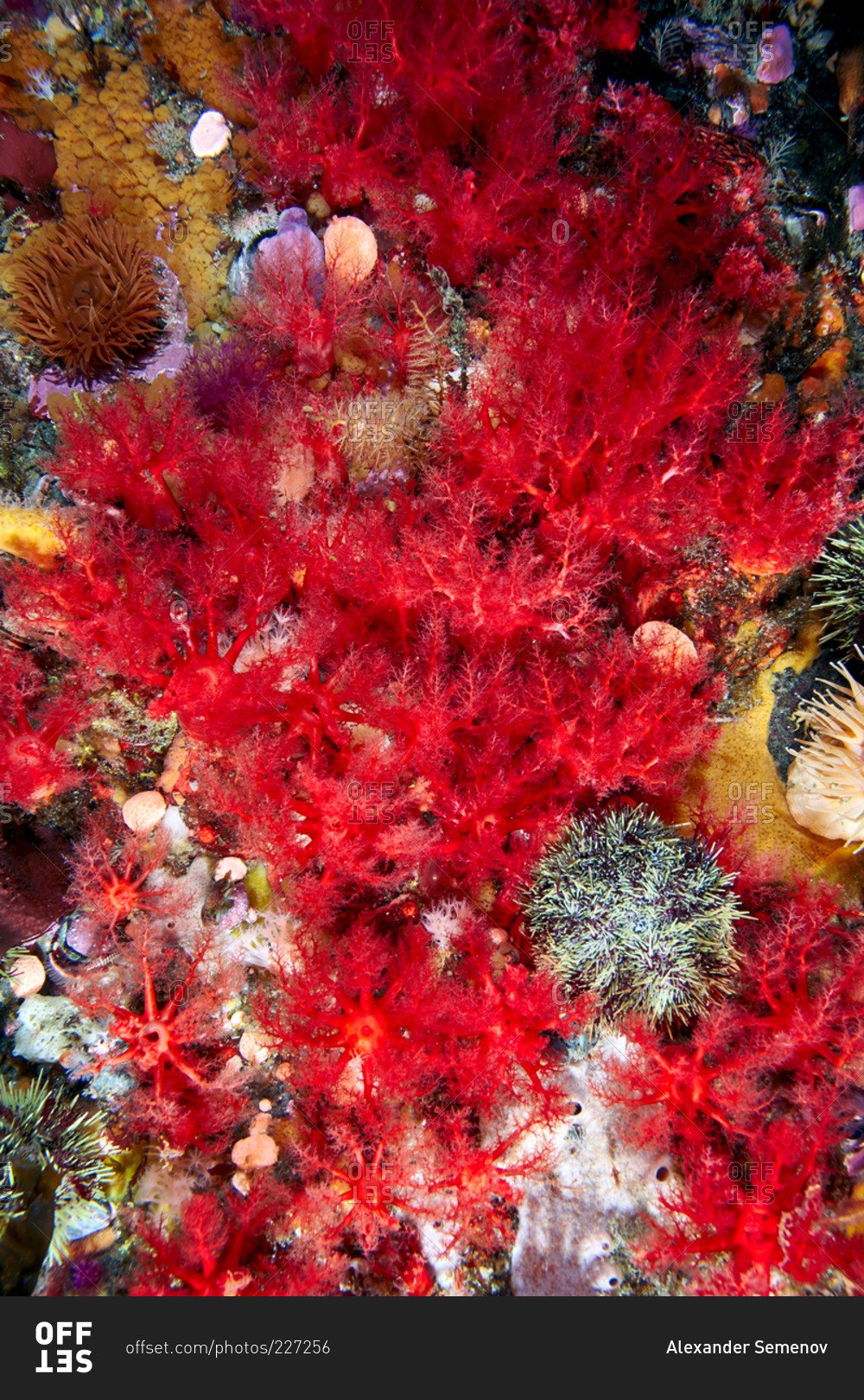 Порфира красное море