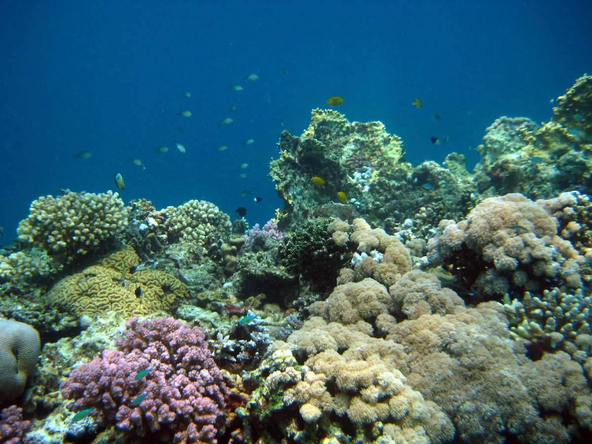 Коралловые рифы красное море Египет travel24