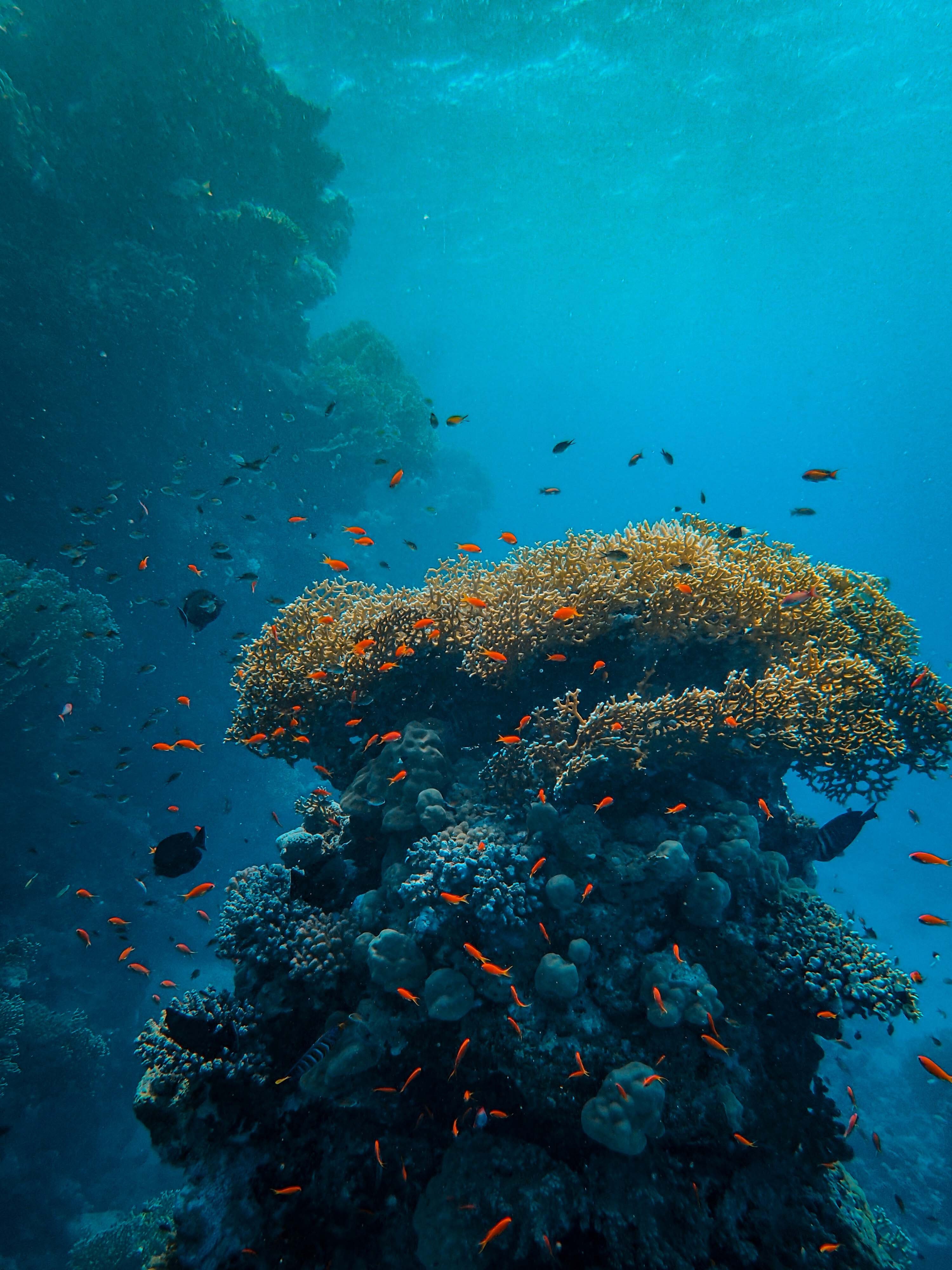 Что находится в воде рыбы. Коралловый риф. Коралловые рифы красного моря. Большой Барьерный риф. Большой Барьерный риф в тихом океане.