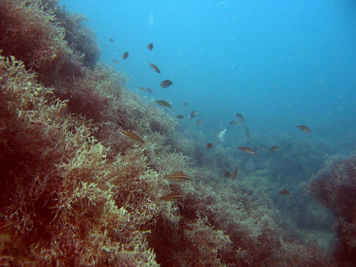 Флора дна Азовского моря