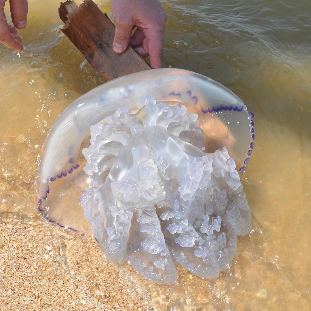 Корнерот в Азовском море