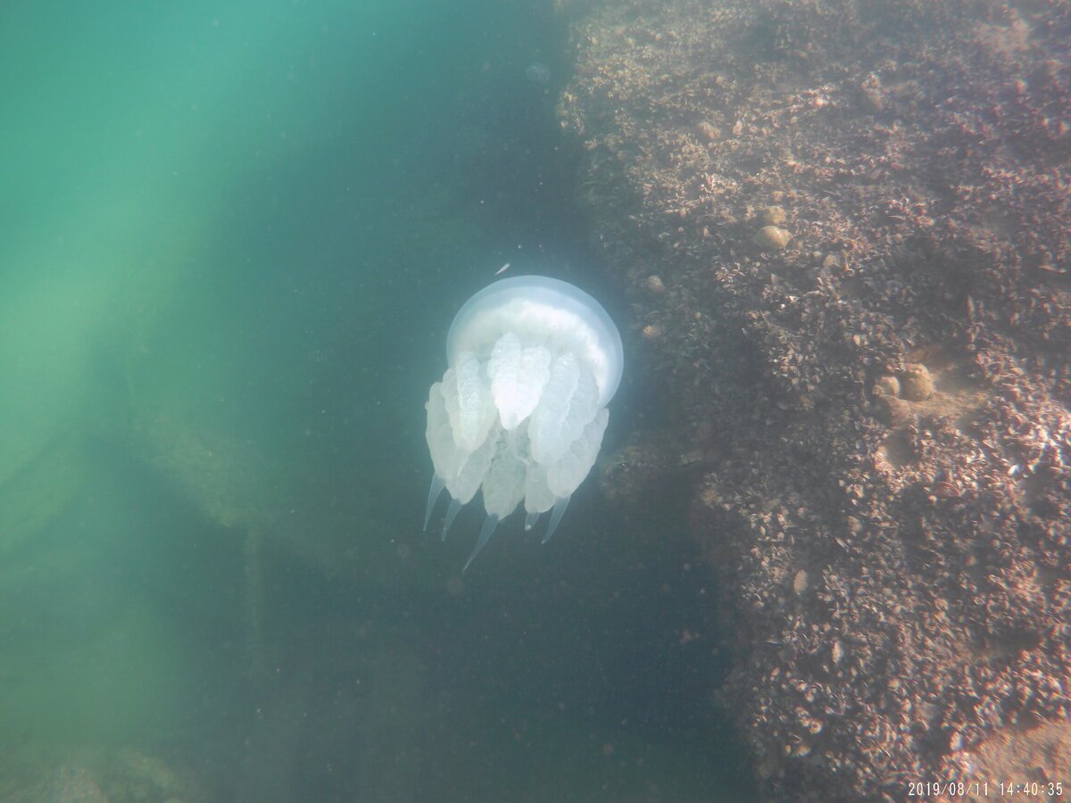 Амфоры в азовском море