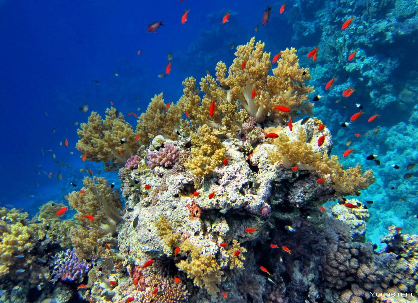 Красивые коралловые рифы. Рас Мохаммед риф. Кораллы в Шарм Эль Шейхе. Коралловый риф рас Мухаммед. Коралловый риф Хургада.
