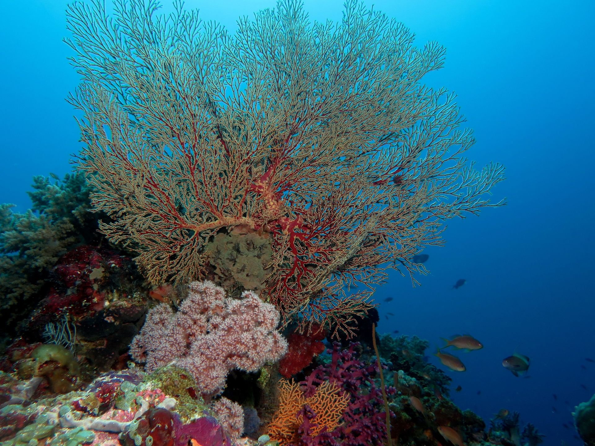 Коралловые рифы описание. Коралловый риф Туббатаха. Риф Туббатаха Филиппины. Морской парк на рифах Туббатаха. Риф коралловый 54546.