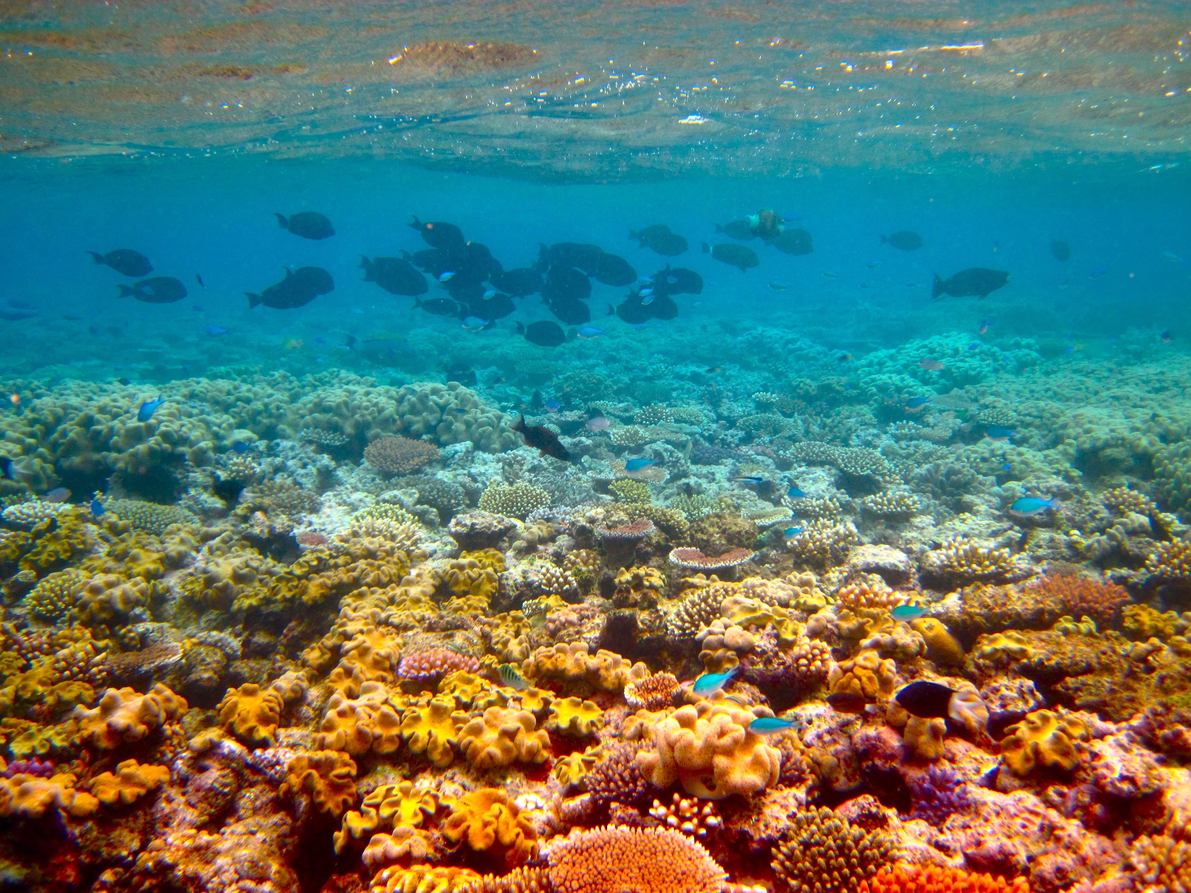 Great barrier reef corals
