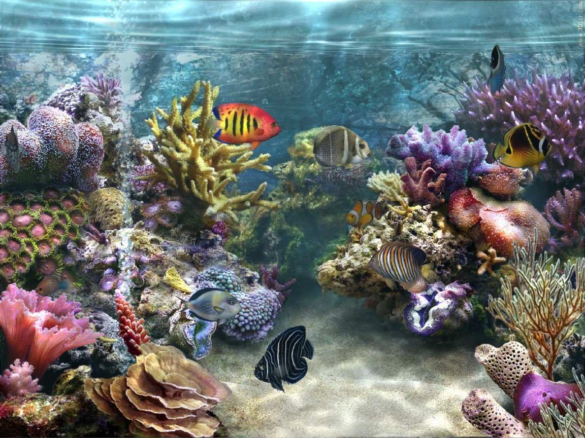 Морское дно