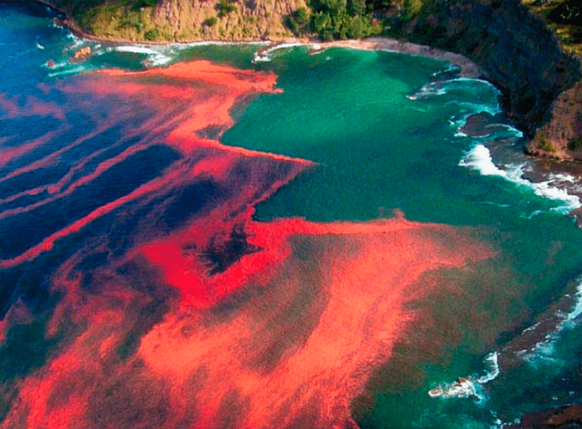 Красный прилив водоросли