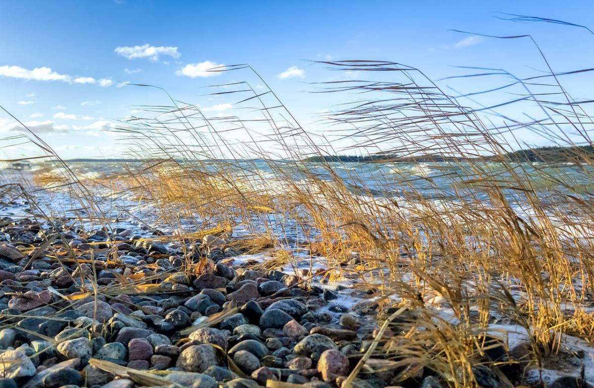 Reed Sea в израле