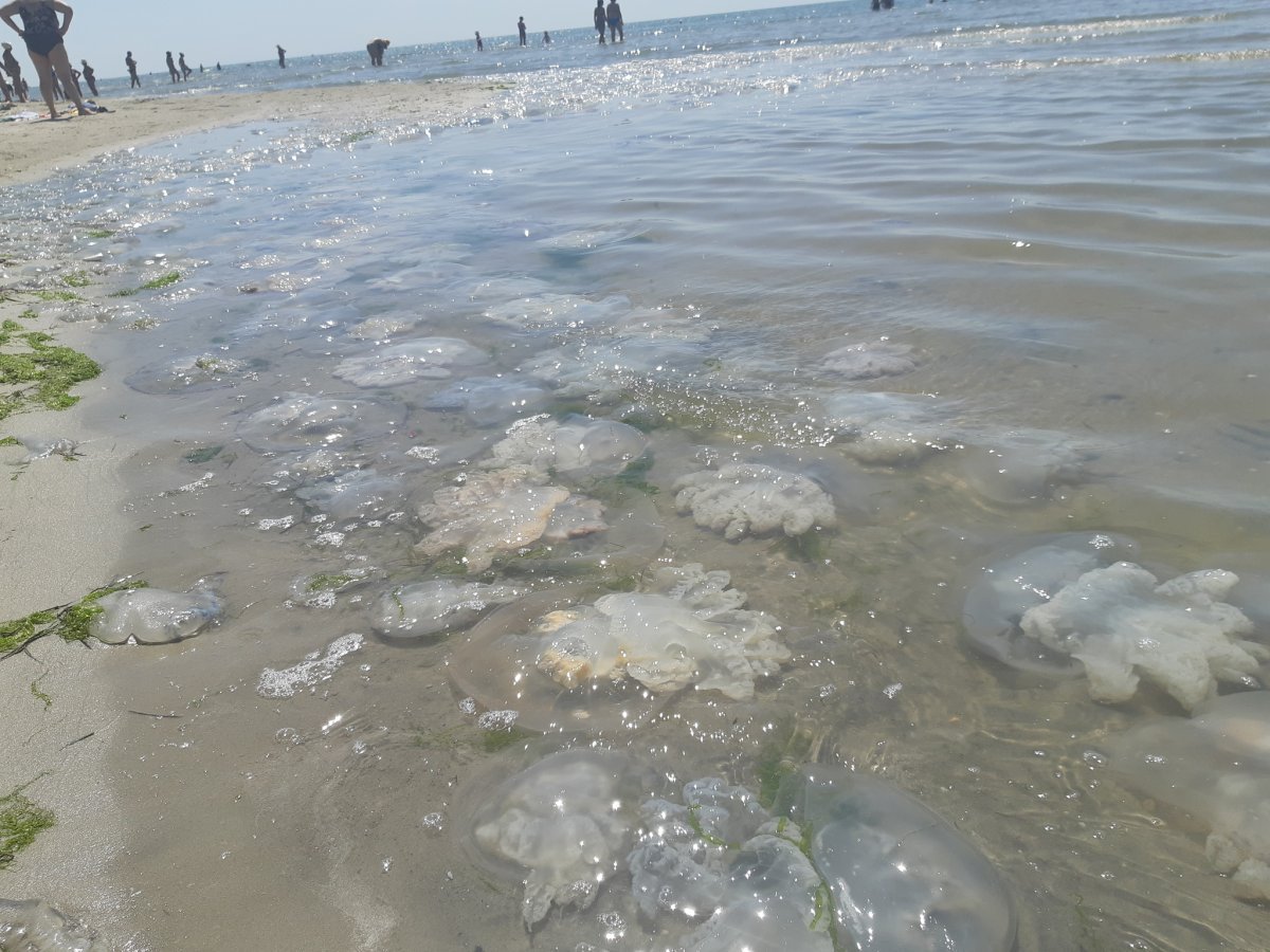 Азовское море соленое