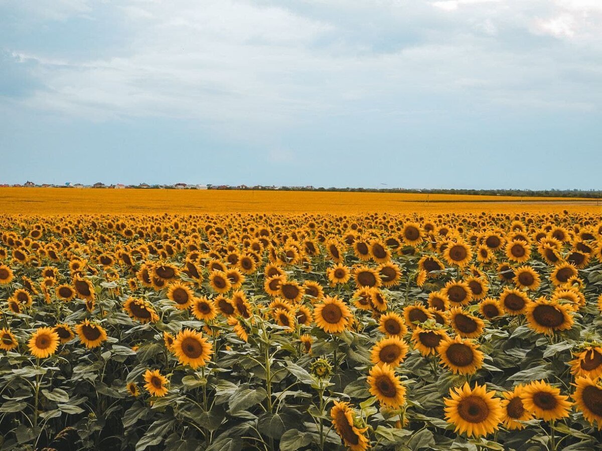 Краснодарский край Кубань природа