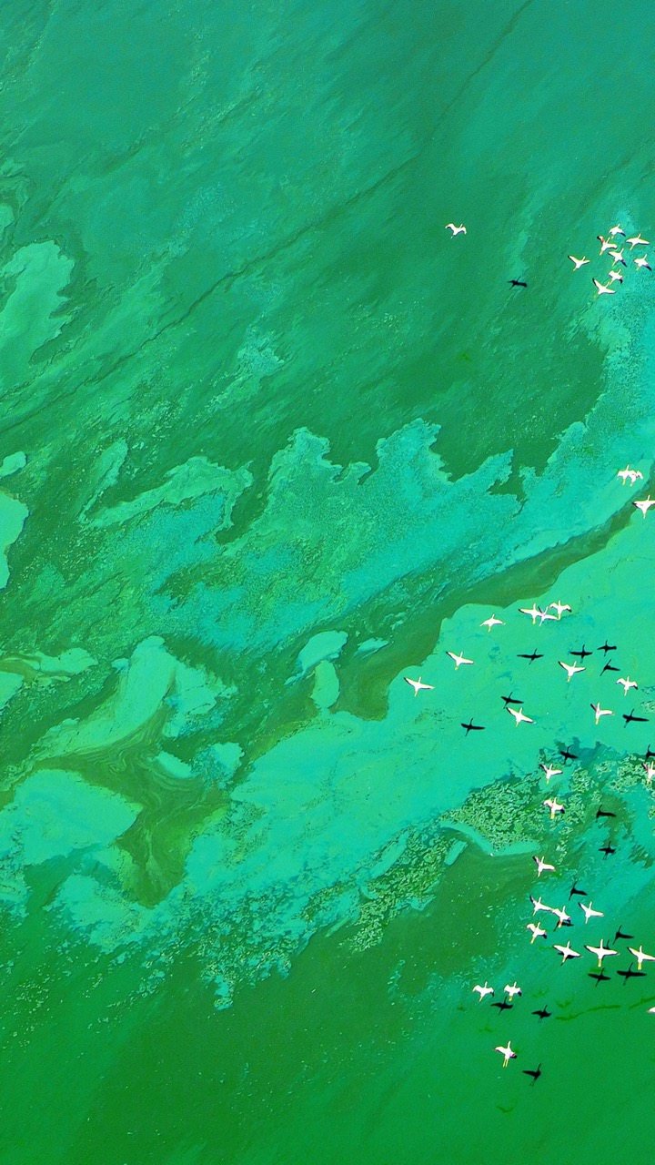 Великое зелёное море
