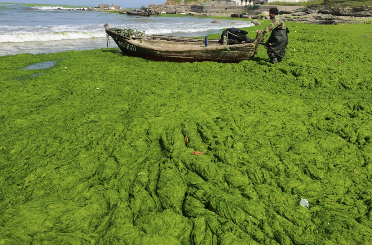 Водоросли чука в море