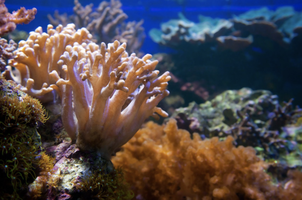 Coral Reef aesthetic