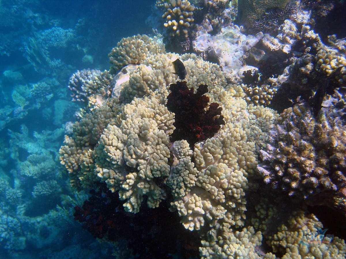 Корал в черном море