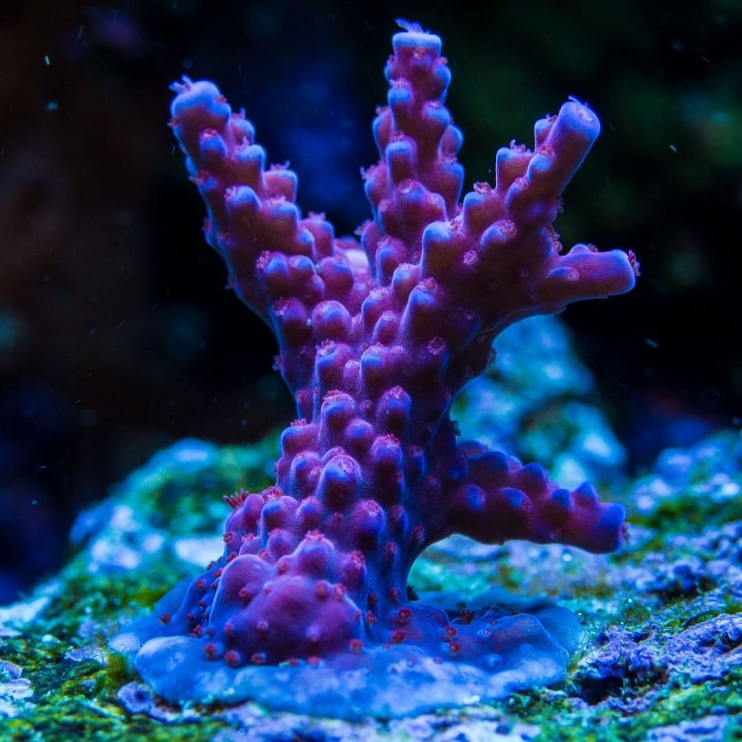 Коралл Acropora строение
