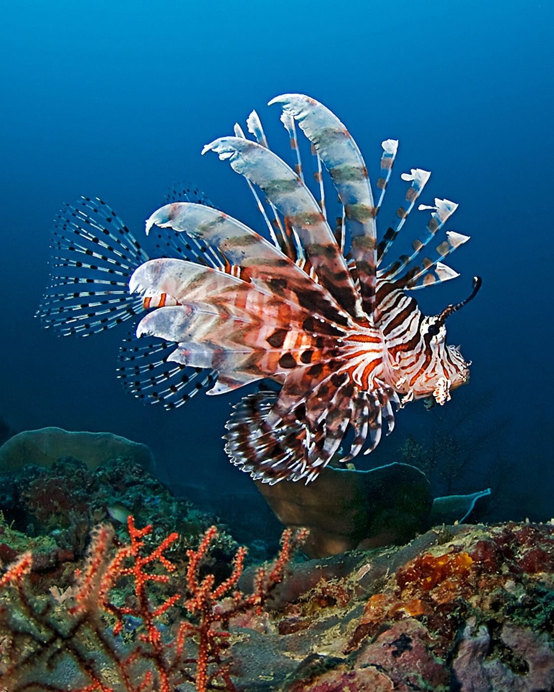 Красное море морские животные