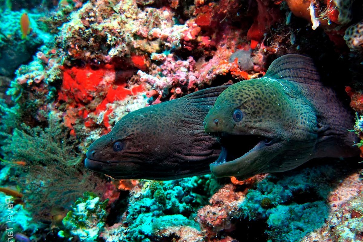 Рыбы красного моря мурена