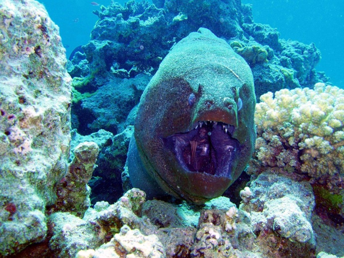 Мурена в Красном море