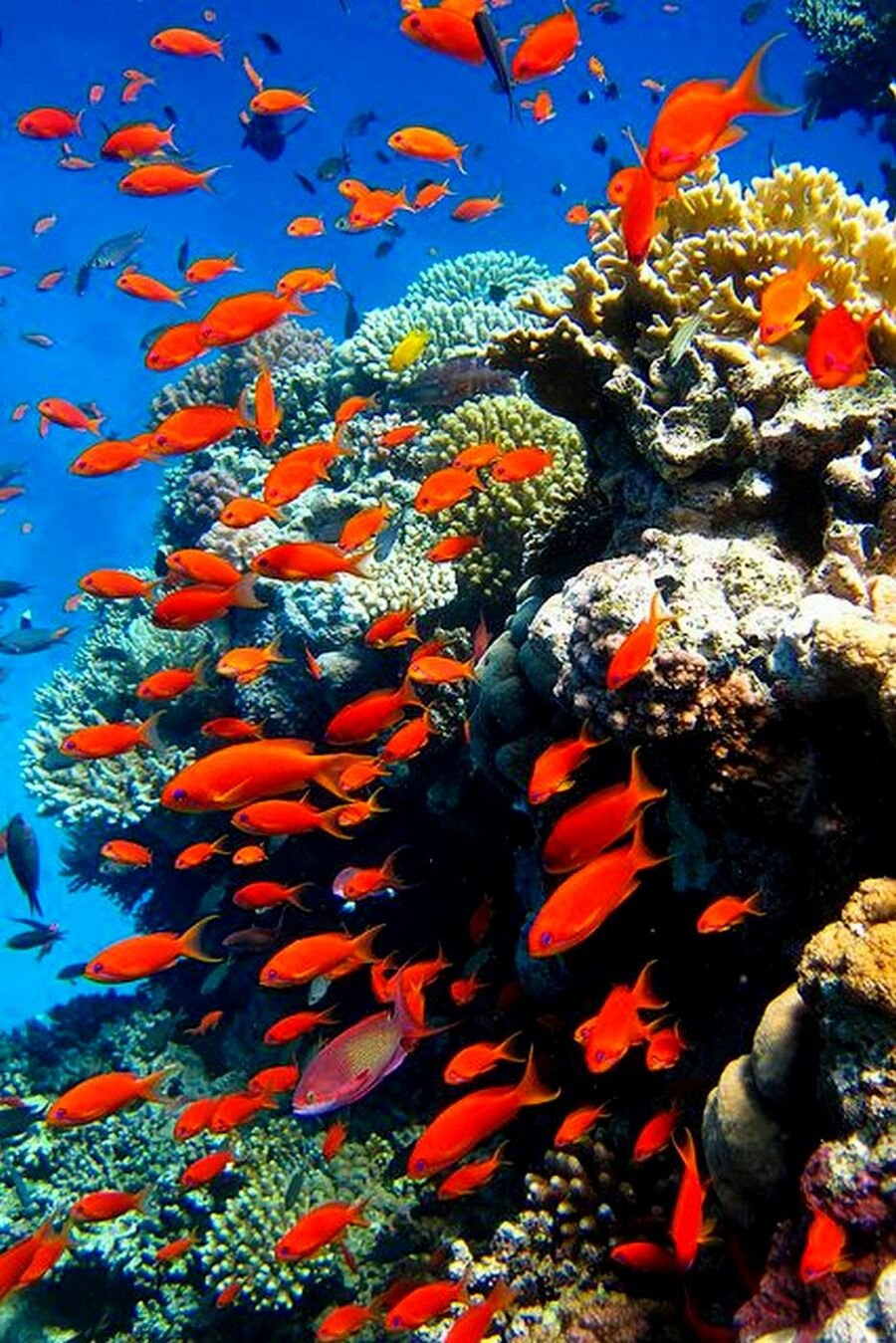 Красное море красной рыбы с круглыми челюстями