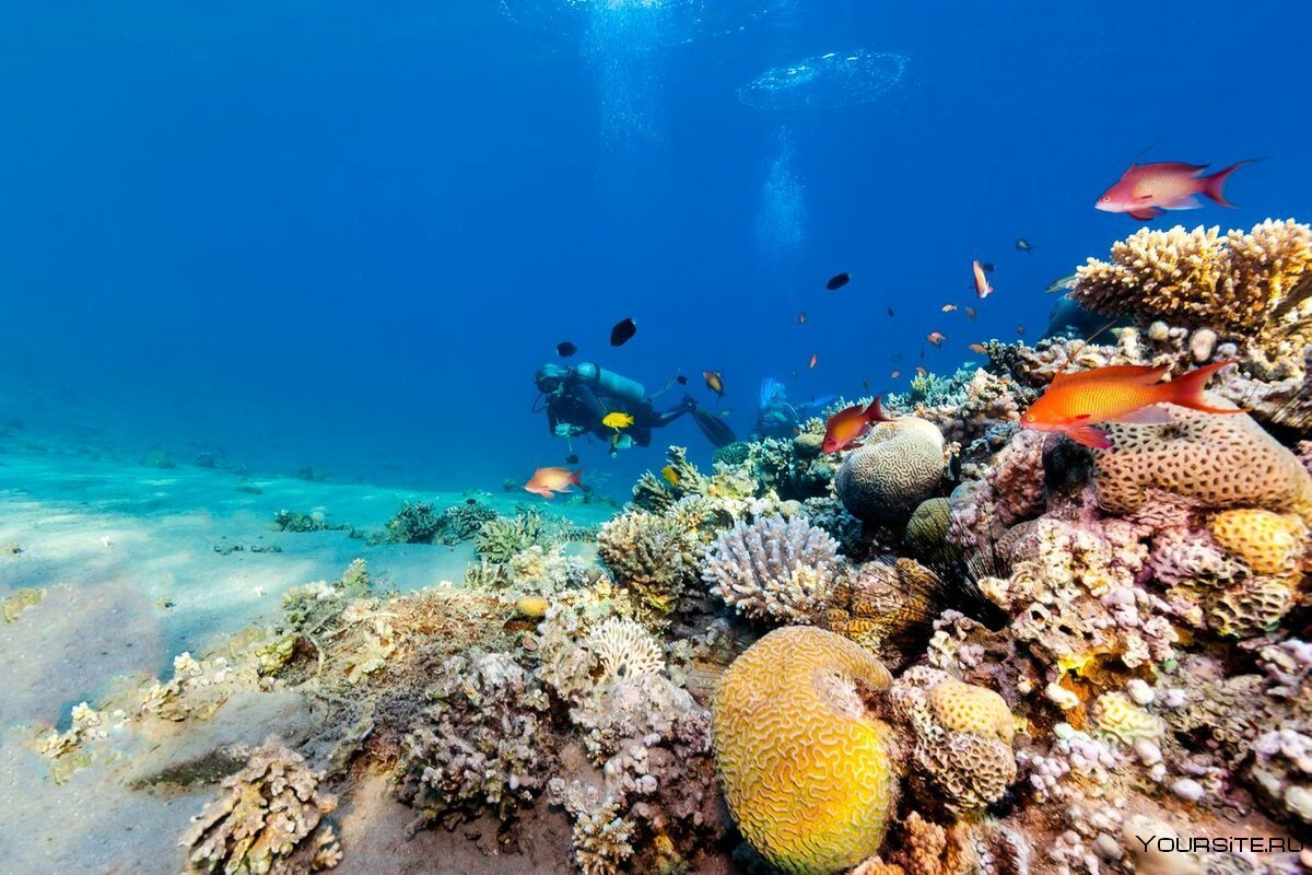 Коралловое море курорты