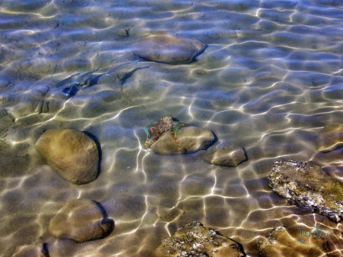 Камни на дне моря