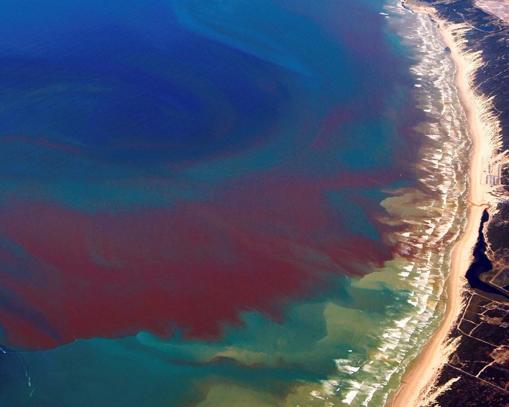 Красный прилив водоросли