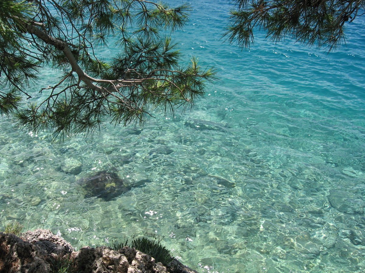 Флора Адриатического моря
