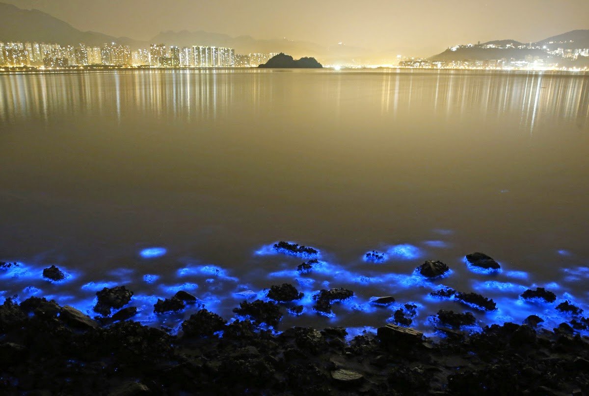 Noctiluca scintillans