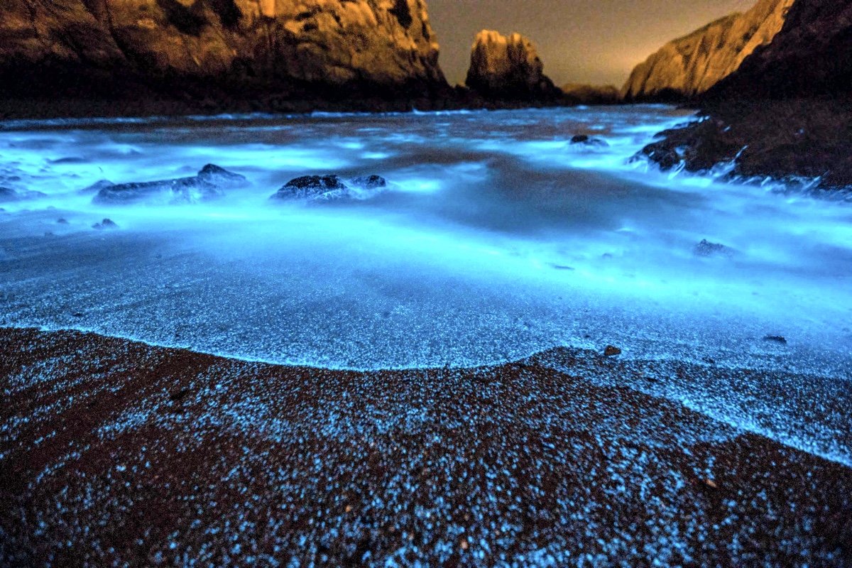 Noctiluca scintillans