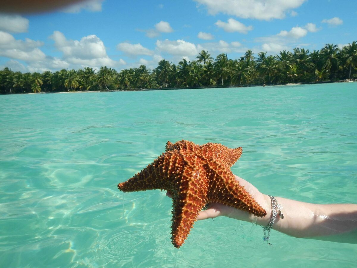 Доминикана Саона морские звезды